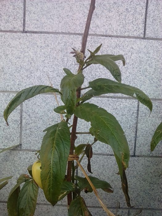 Framboeseiras branca rosa ou preta phisalis pera melão etc