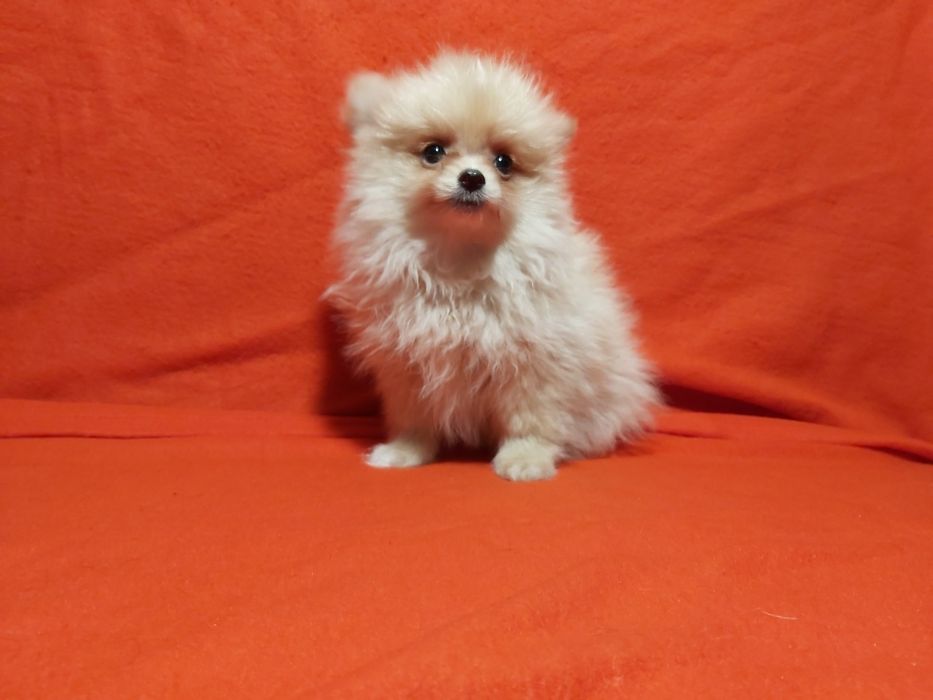 Spitz lindo miniatura