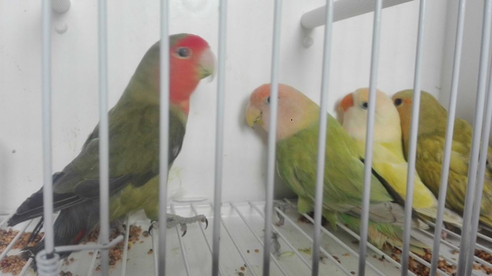 Vendo rossicollis agapornis