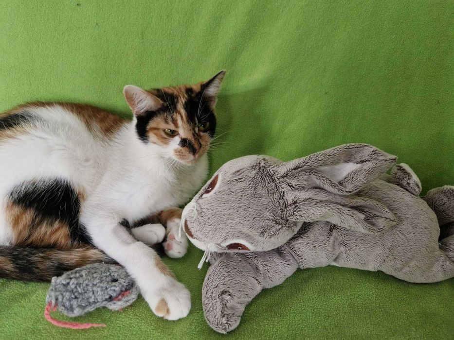 Przesłodka Kida szuka swojego zakątka