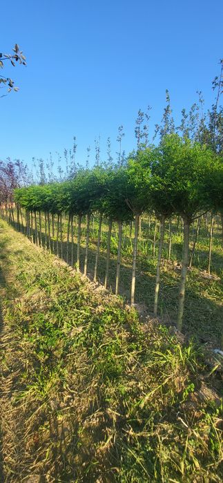 Akacja / Robinia umbraculifera  pa 210-220  i pa 110- 125  obw 10-12 u