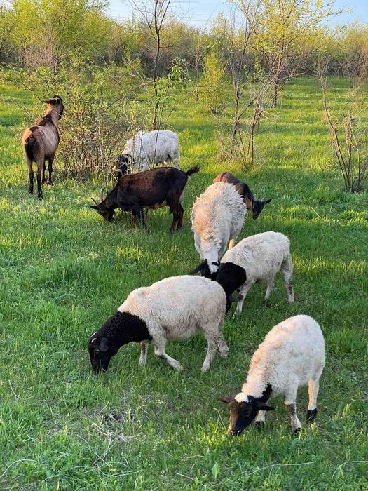 Вівці дорпери (овцы, бараны) ціна за кг