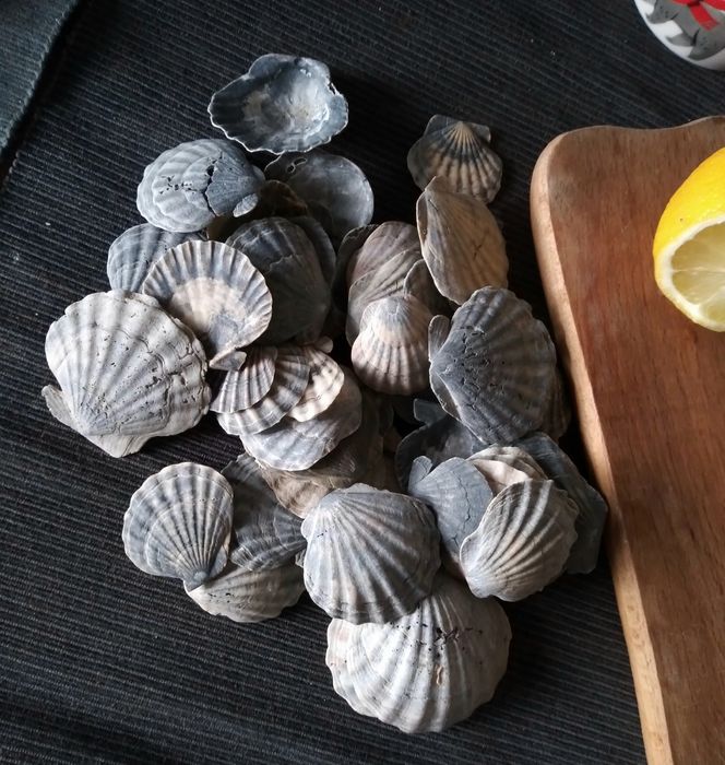 Лот Мушлі морскі ракушки гребінці