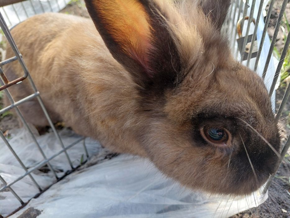 В хорошем состоянии одам в хорошые руки.