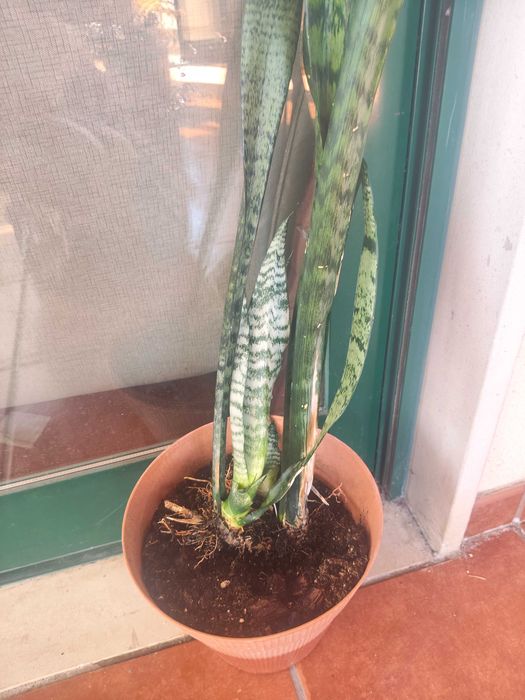 Planta espada para plantar