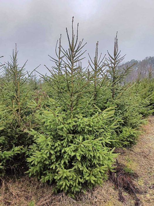 5 letnia plantacja choinek