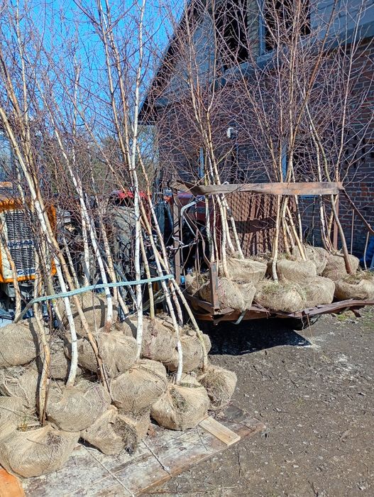 Brzoza 5 m Czarna i Biała grab buk