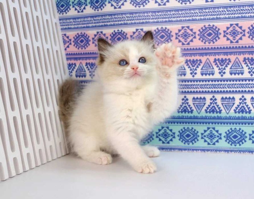 У продажу хлопчик з розплідника -РЕГДОЛЛ//Ragdoll-