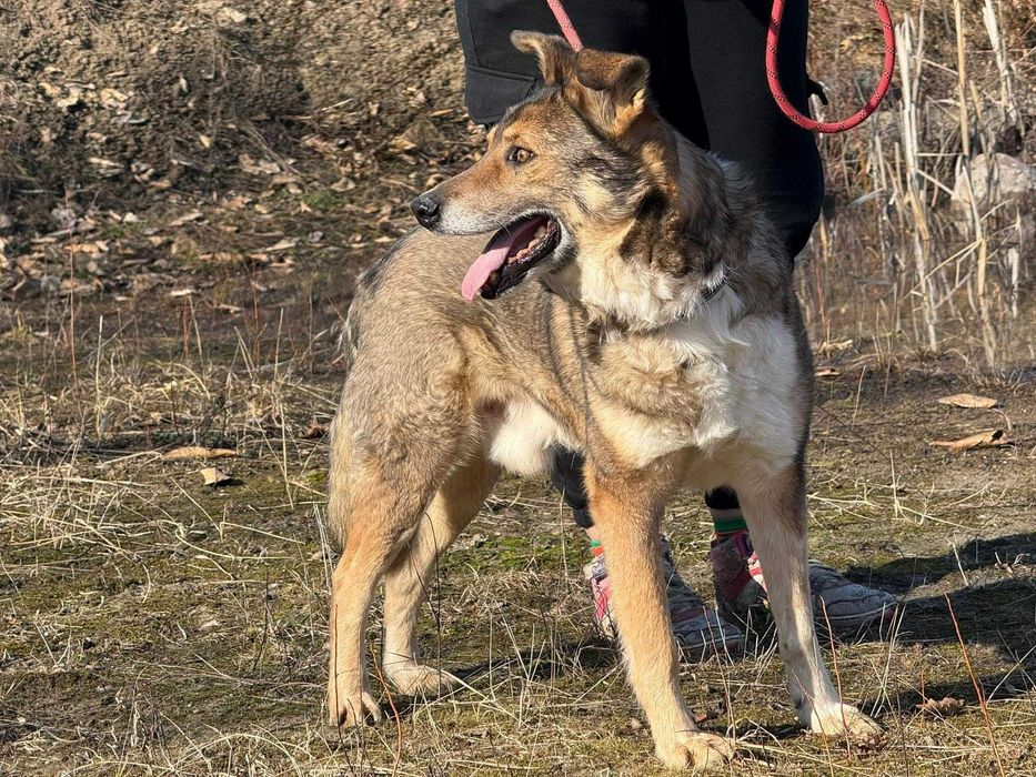 Bezulek- kochany senior do adopcji