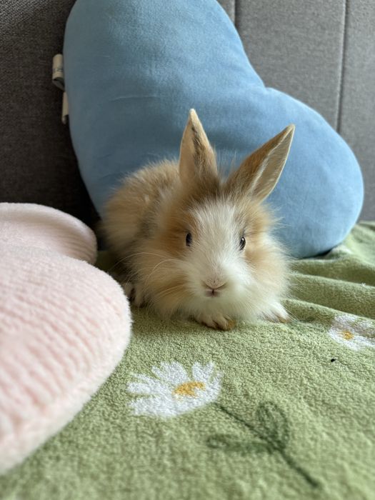 Króliczki miniaturki