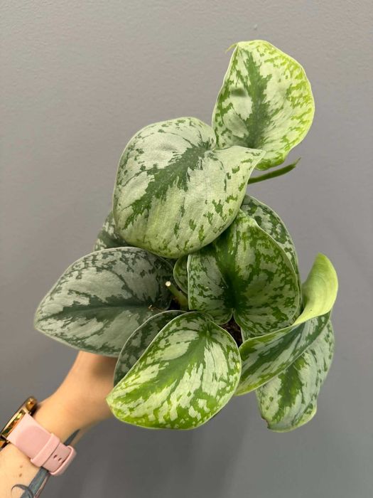 Scindapsus ‘Trebie’ Scindapsus pictus