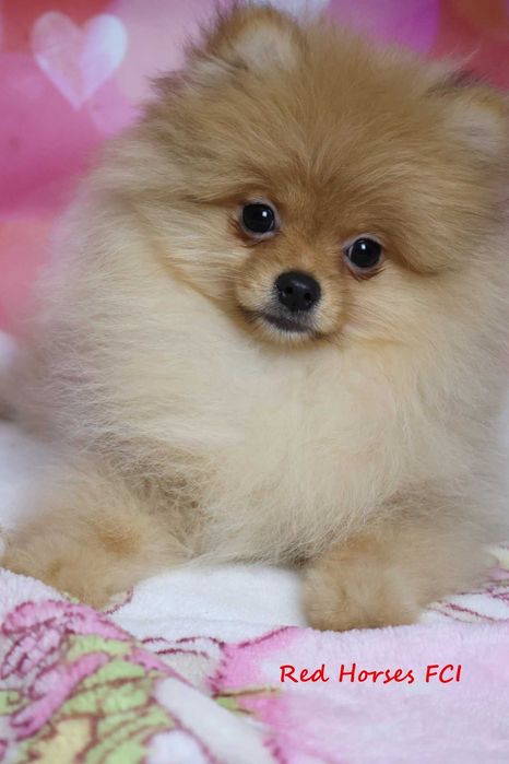 ***Szpic miniaturowy Pomeranian ***