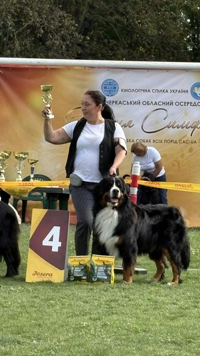 В'язка бернський зенненхунд