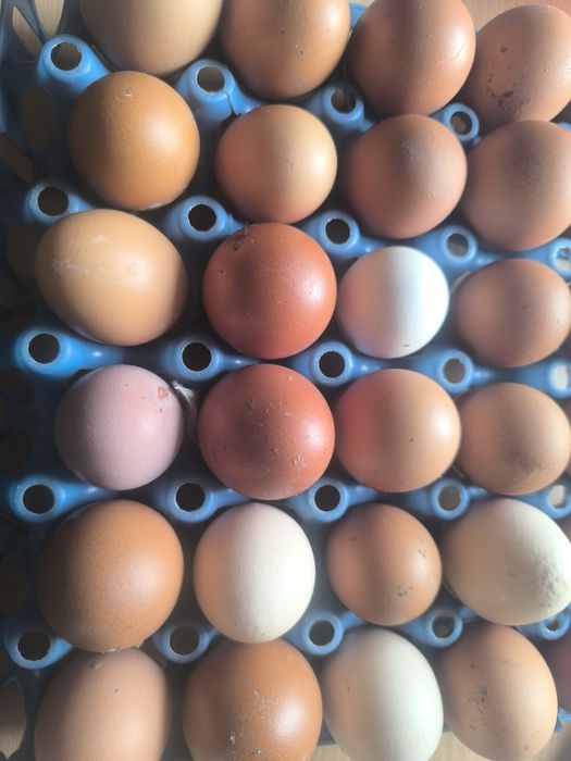 Jajka od kur z wolnego wybiegu