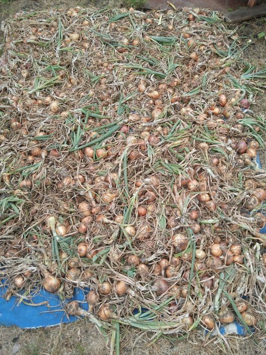 Цибуля домашня,без жодного гирбіциду.