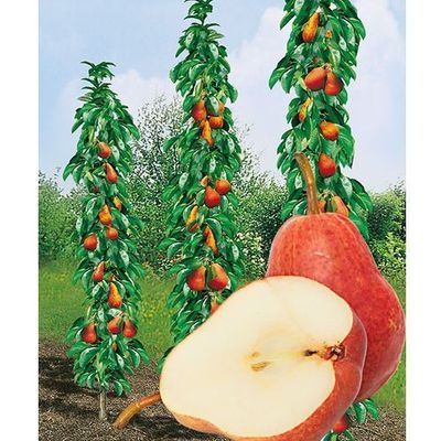 Kolumnowe owocowe drzewka