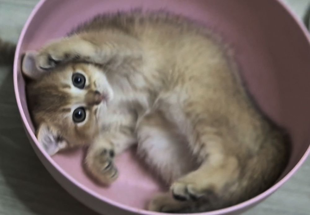 Вислоухие и прямоухие шотландские котята, мальчик и девочки