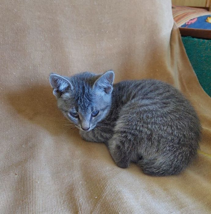 Котенок в добрые руки