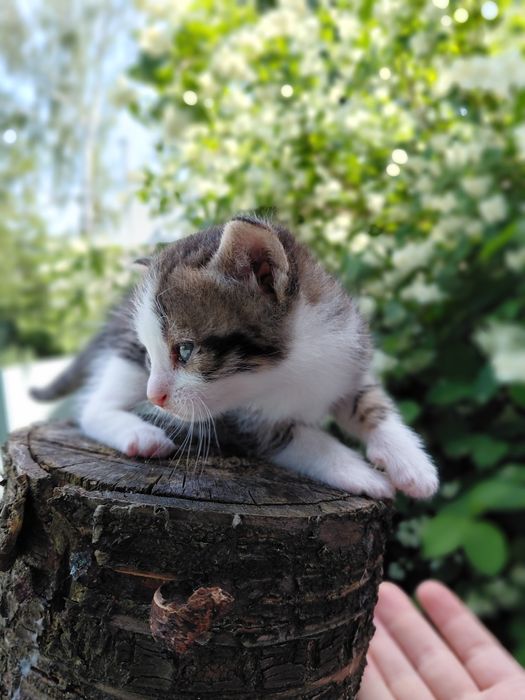 Віддам в добрі руки кошенятко!