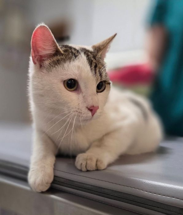 Max i Czaruś dwupak do adopcji