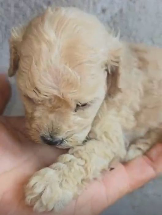 Menino Caniche Anao Perola