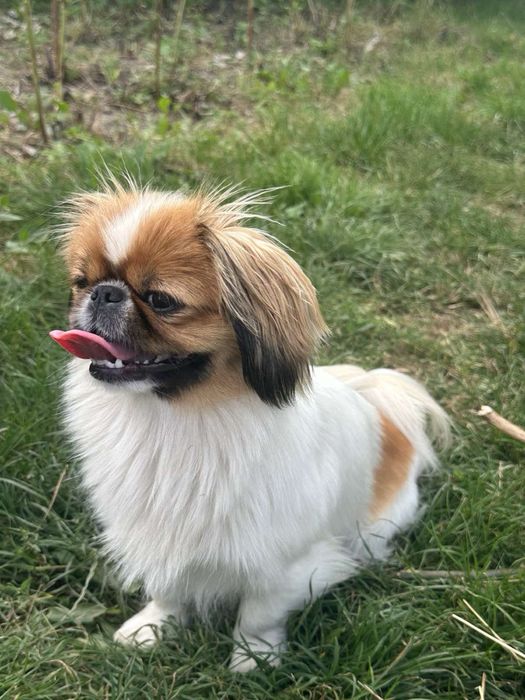 Для случки пікінес кабеля шукаємо для вʼязки