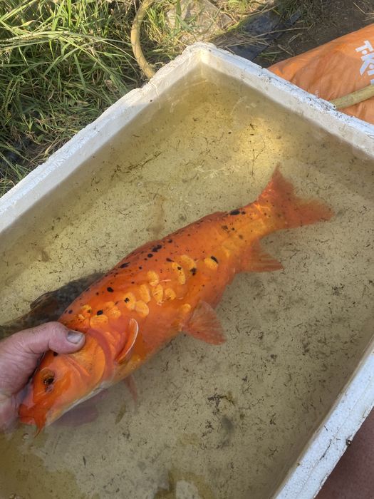 Karp EuroKoi selekt 48 cm hodowla