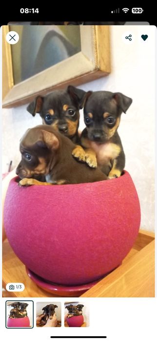 Мальчик и девочка продам срочноодам