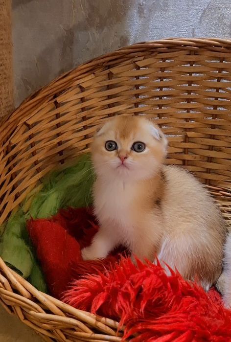 Золотая шиншилла Девочка и Мальчик