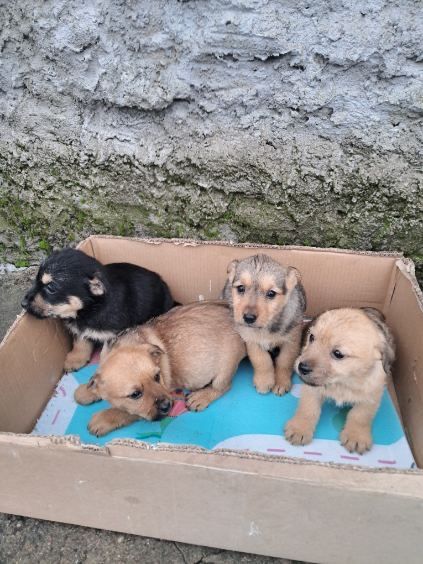 Urocze szczeniaczki do oddania