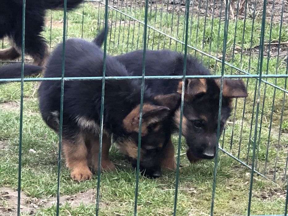 Шикарні цувики