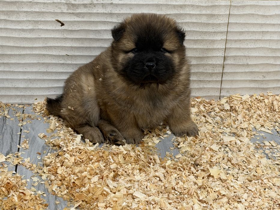 Chow chow Puro Macho