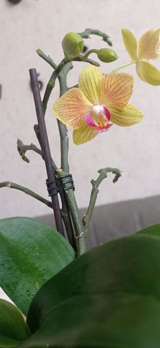 Сорт Мілоу, мультиілорка з двома дорослими дітками.