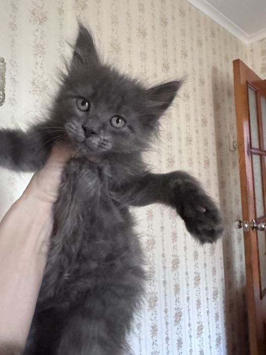 Дівчінка  Мейн- кун