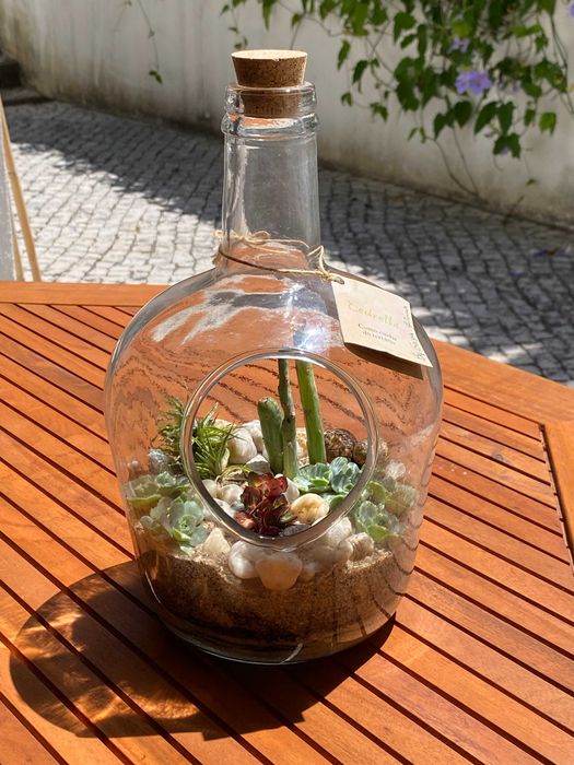 Terrário de plantas suculentas naturais em garrafão de vidro