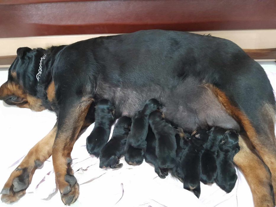 Ротвейлер-кабель вязка