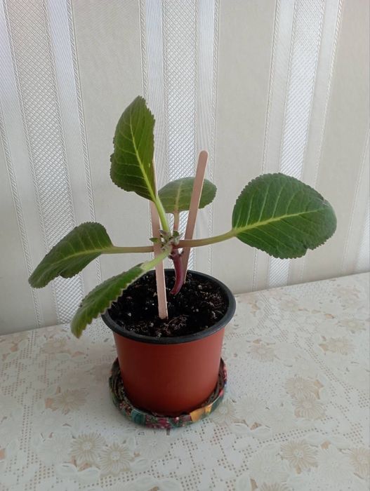 Глоксинія (дітки)