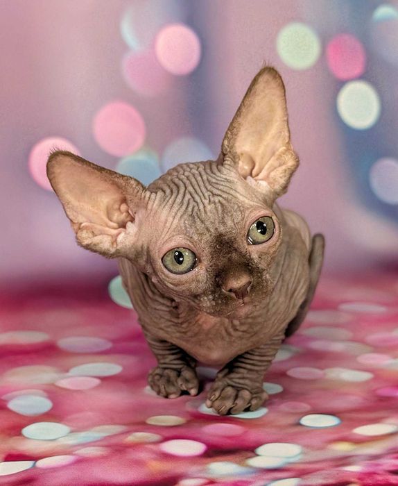 Scarlett Sfinks kanadyjski Czekoladowa dziewczynka