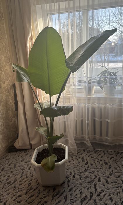 Стреліція Ніколая 160 см у горщику