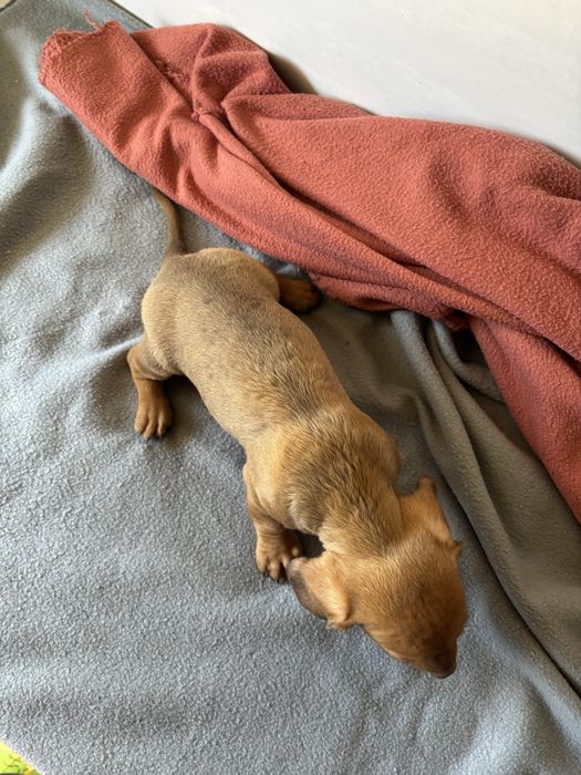 Teckel pelo curto miniatura