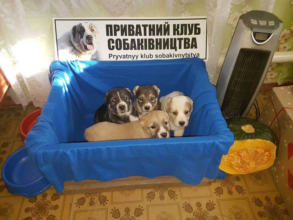 Продам щенков Аллабая
