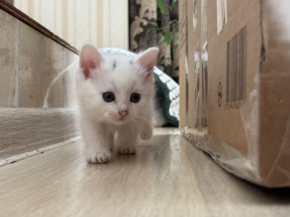 Дуже потребують сімʼю!