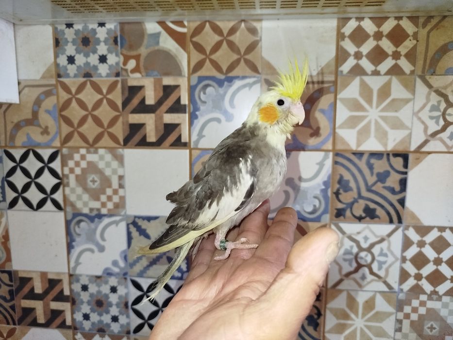 Caturras domésticadas