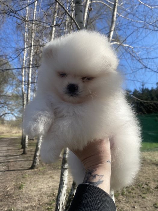 Щенки помернского шпица мини