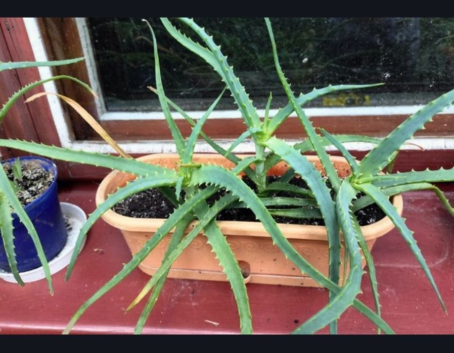 Kwiat / kwiatek - Aloe arborescens (aloes drzewiasty)
