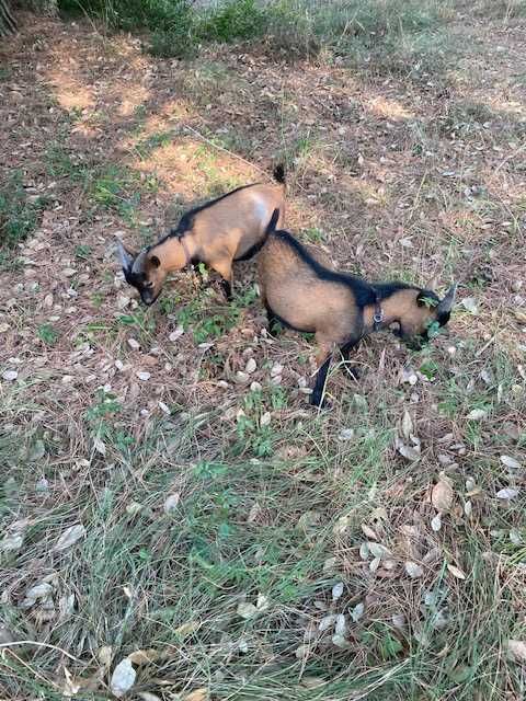 Cabrinhas Anãs Sapadoras