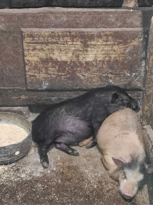 Продам В'єтнамські поросята різний вік свинки кнурці