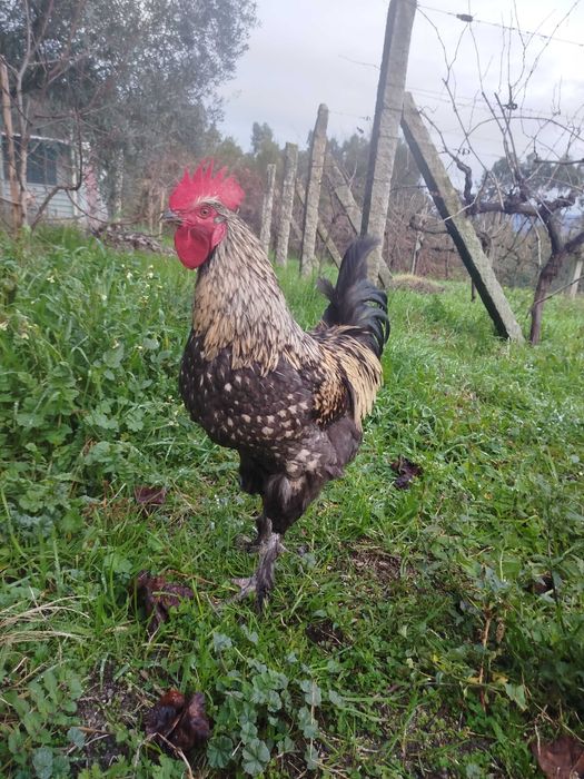 Galos cruzados de Marans