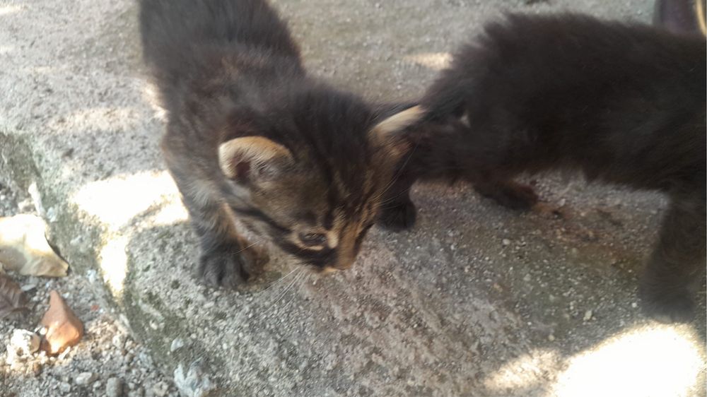 Gatinhos para Adoção