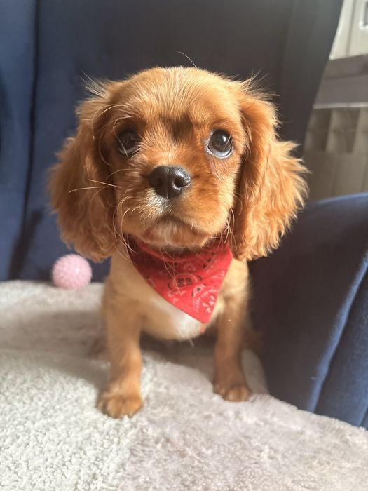 Cavalier King Charles Spaniel piesek.